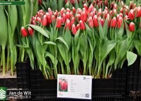 Tulipa Canasta ® (1)